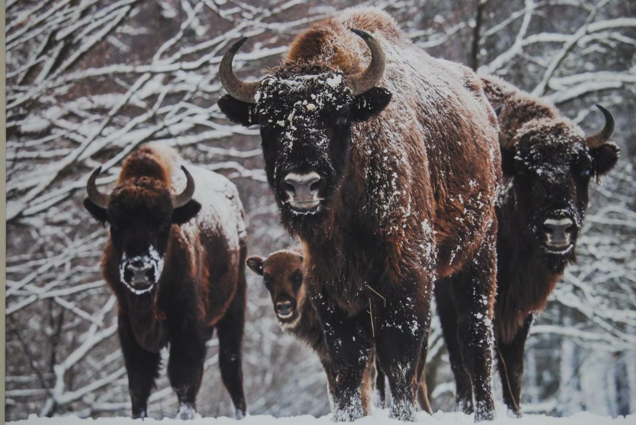 Kamienna Zagroda Białowieża Exteriér fotografie